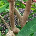 Rauvolfia tetraphylla 樹皮