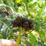 Camonea umbellata Fruit