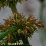 Rumex maritimus Fruit