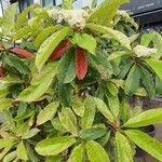 Photinia serratifolia Habit