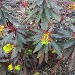 Euphorbia amygdaloidesLeht