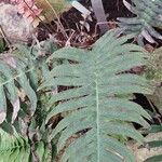 Blechnum occidentale Φύλλο