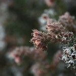 Erica galioides Flor