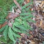 Asplenium trichomanesBlad