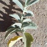 Leucas tomentosa Hoja