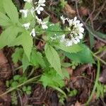 Cardamine leucantha Kwiat