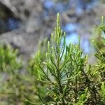 Erica arborescens Leaf