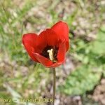 Tulipa planifolia Žiedas