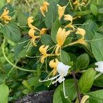 Lonicera japonica Çiçek