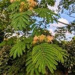 Albizia vaughaniiYaprak