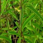 Monarda citriodora Folha