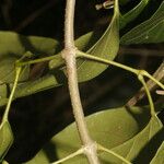 Fridericia chica Corteza