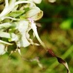 Himantoglossum hircinum Цвят