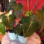 Philodendron gloriosum Fuelha