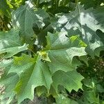 Smallanthus uvedalia Leaf