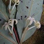 Cyclophyllum balansae പുഷ്പം