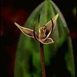 Scoliopus bigelovii Λουλούδι