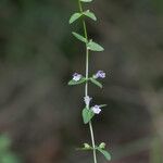 Scutellaria minor Flower