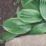 Urceolina amazonica Leaf