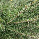 Salix repens Blatt