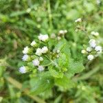 Ageratum conyzoidesFleur