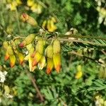 Astragalus penduliflorus Цветок