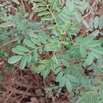 Indigofera pedunculata Leaf