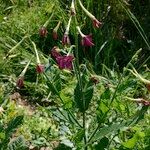 Nicotiana alata മറ്റ്
