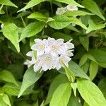 Deutzia gracilis Virág