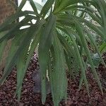 Yucca aloifolia Folha