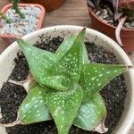 Aloe deltoideodonta Лист