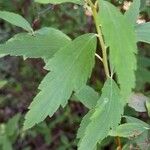 Spiraea cantoniensis Blatt