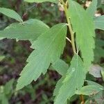 Spiraea cantoniensis পাতা