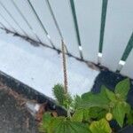 Acalypha arvensis Flower