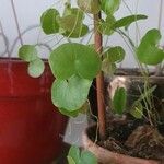 Dioscorea elephantipes Fuelha