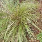 Nassella neesiana 整株植物