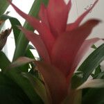 Guzmania lingulataCvet