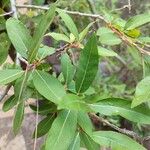 Salix pedicellata Leaf