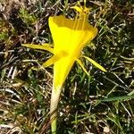 Narcissus bulbocodium Květ
