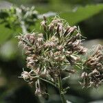 Eupatorium cannabinumBlomst