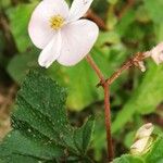 Begonia fischeri Кветка