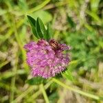 Trifolium mediumFlor