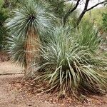 Yucca thompsoniana 叶