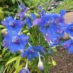 Delphinium grandiflorum Flors