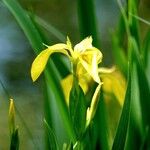 Iris pseudacorus Õis