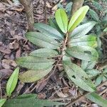 Erythroxylum laurifolium Leaf