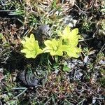 Gagea bohemica Fula