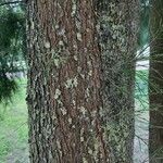 Casuarina cunninghamiana Bark