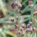 Juncus compressus Frukto