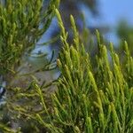 Erica arborescens Leaf